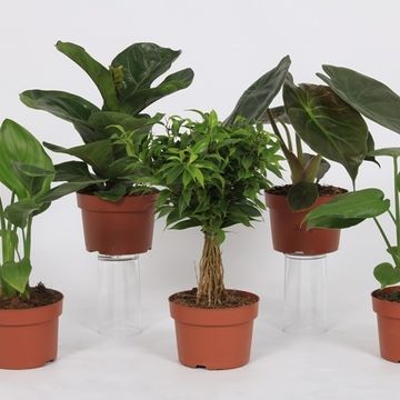 Houseplants MIX