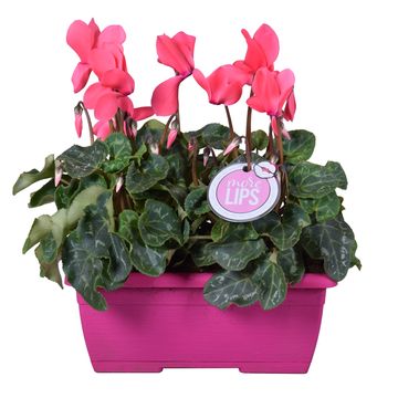 Cyclamen persicum SUPER SERIE S ALLURE MIX