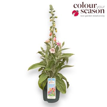 Digitalis purpurea LUCAS SILVER