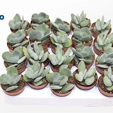Crassula cotyledonis