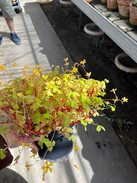 Oxalis vulcanicola 'Sunset Velvet'