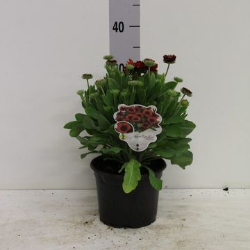 Gaillardia aristata SPINTOP RED
