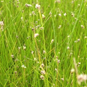 Eleocharis acicularis