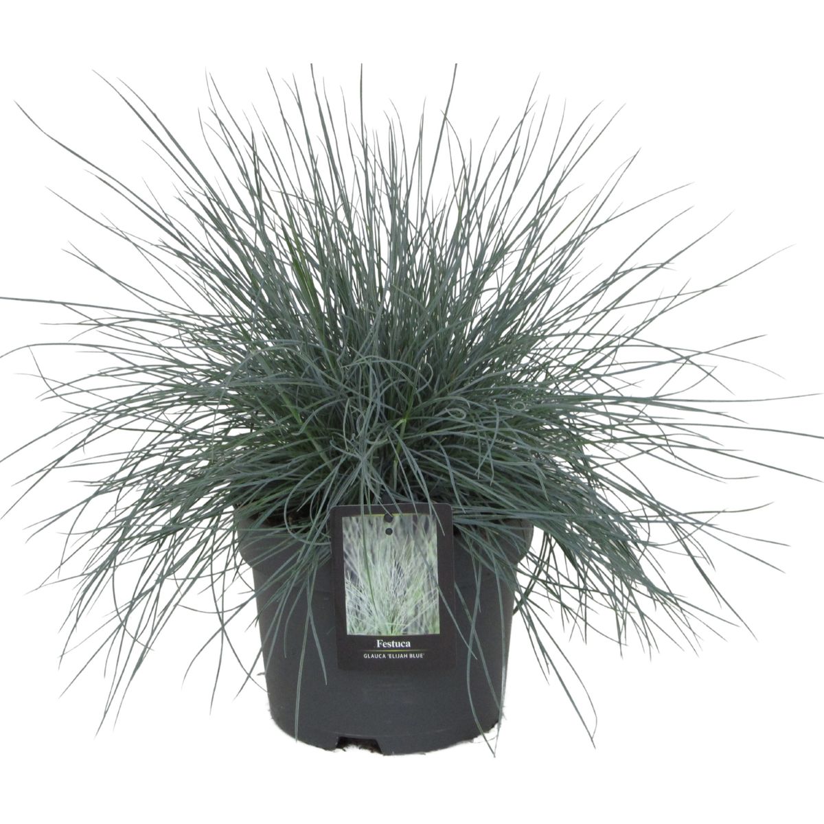 Festuca glauca 'Elijah Blue' — Plant Wholesale FlorAccess