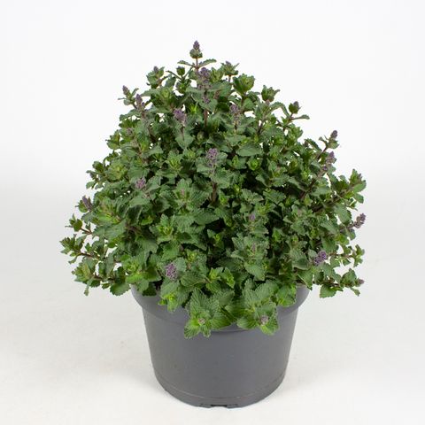 Nepeta 'Purrsian Blue'