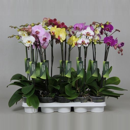 Phalaenopsis MIX (Leerdam Orchideeën)