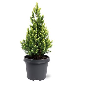 Picea glauca 'Rainbow's End'