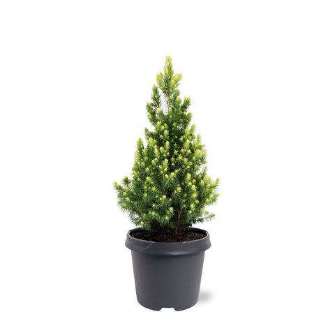 Picea glauca 'Rainbow's End'