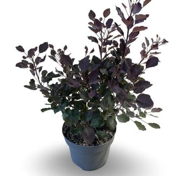 Cotinus DUSKY MAIDEN