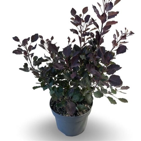 Cotinus DUSKY MAIDEN