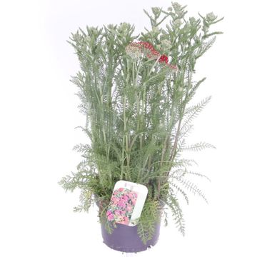 Achillea millefolium MILLY ROCK RED