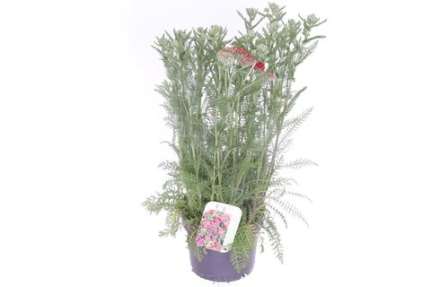 Achillea millefolium MILLY ROCK RED