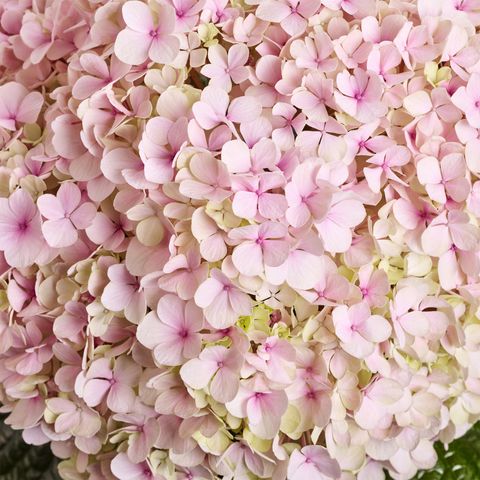 Hydrangea macrophylla AVANTGARDE MIX