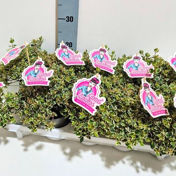 Abelia x grandiflora PINK LADY