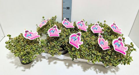 Abelia x grandiflora PINK LADY