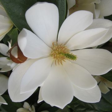 Magnolia FAIRY MIX