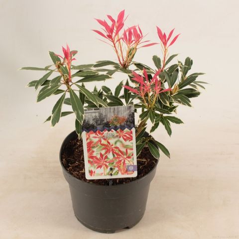 Pieris 'Flaming Silver'