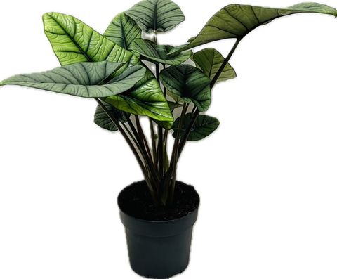 Alocasia 'Platinum'