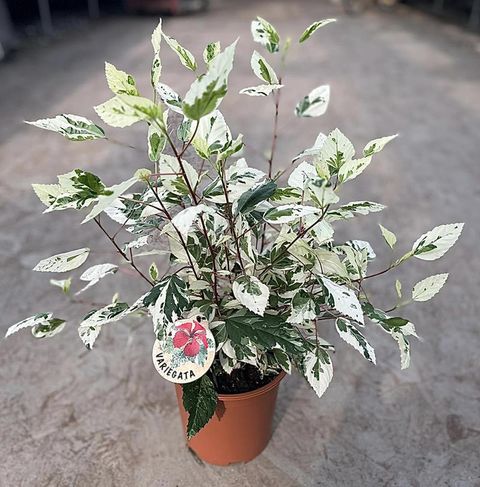 Hibiscus rosa-sinensis 'Variegata'