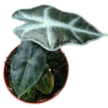 Alocasia sanderiana 'Nobilis'
