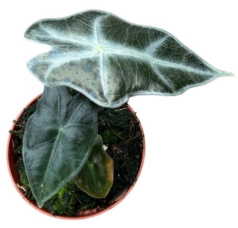 Alocasie sanderiana 'Nobilis'