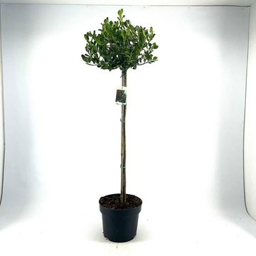 Ilex aquifolium 'J.C.  van Tol'