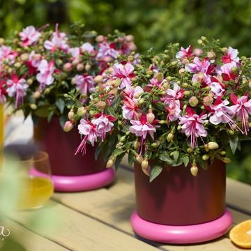 Fuchsia 'Bella Faya'