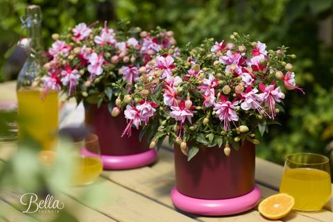Fuchsia 'Bella Faya'