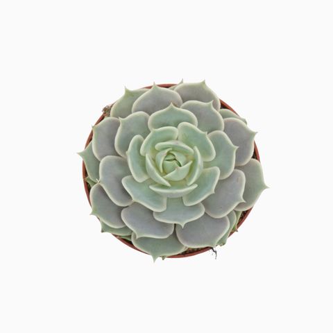 Echeveria 'Lola'