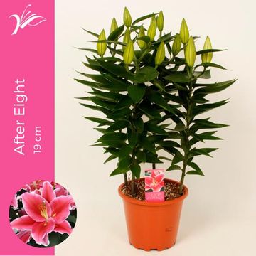 Lilium 'After Eight'