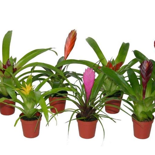 Bromelia MIX (Ammerlaan, The Green Innovater)