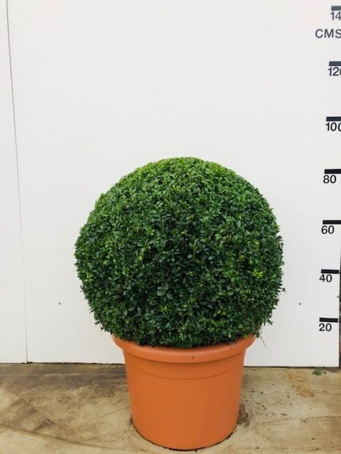 Buxus sempervirens