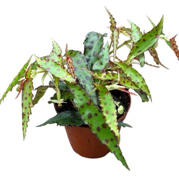 Begonia amphioxus