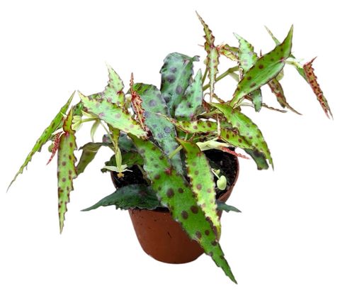 Begonia amphioxus