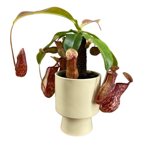 Nepenthes