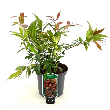 Leucothoe keiskei 'Royal Ruby'