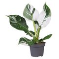 Philodendron 'White Wizard'