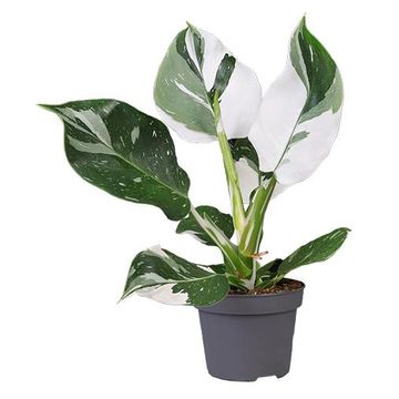 Philodendron 'White Wizard'