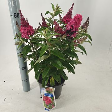 Buddleja davidii BUTTERFLY CANDY LITTLE RUBY