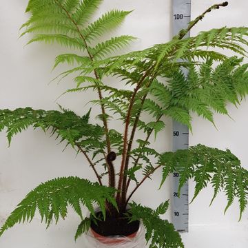 Cyathea cooperi