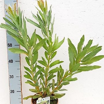 Protea neriifolia 'Cream Mink'