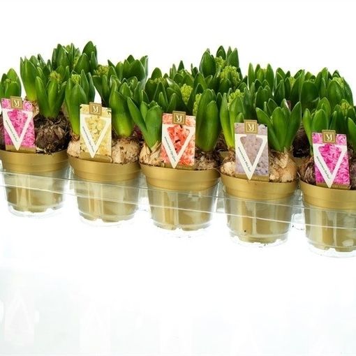 Hyacinthus orientalis MIX