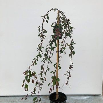 Malus 'Royal Beauty'