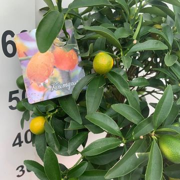 Citrus japonica 'Margarita'