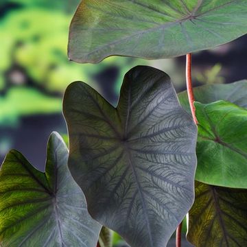Colocasia 'Black Magic'