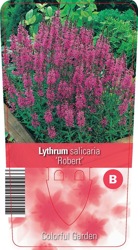 Lythrum salicaria 'Robert'