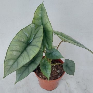 Alocasia 'Platinum'