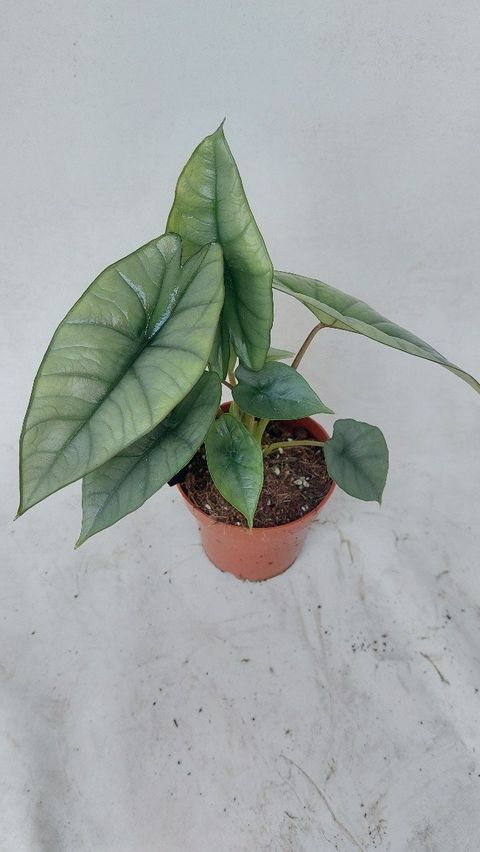 Alocasia 'Platinum'
