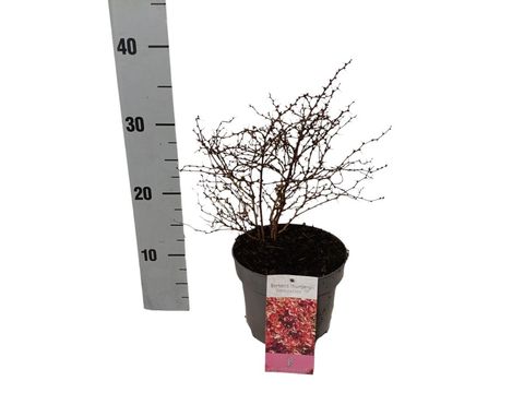 Berberis thunbergii 'Admiration'