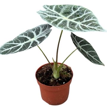 Alocasia 'Watsoniana Lightning'